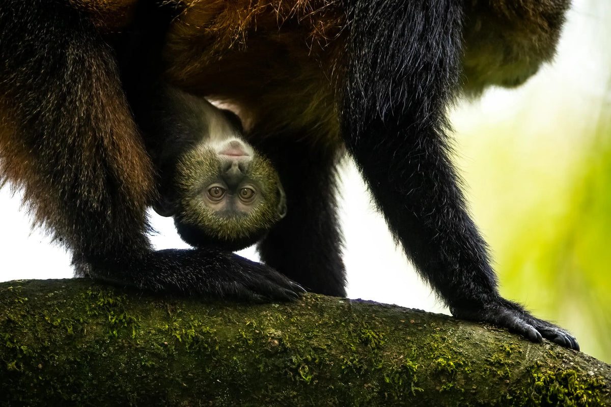Golden Monkey Trekking