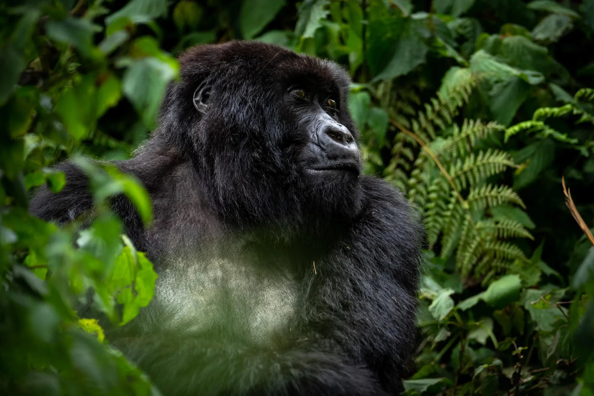 Gorilla Trekking