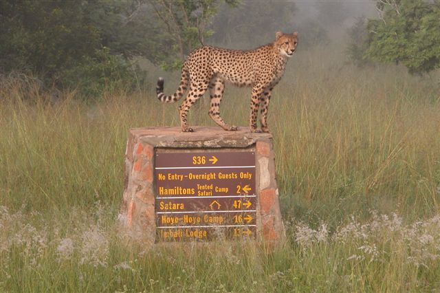 Hamiltons Tented Safari Camp — Self Drive - Kruger National Park