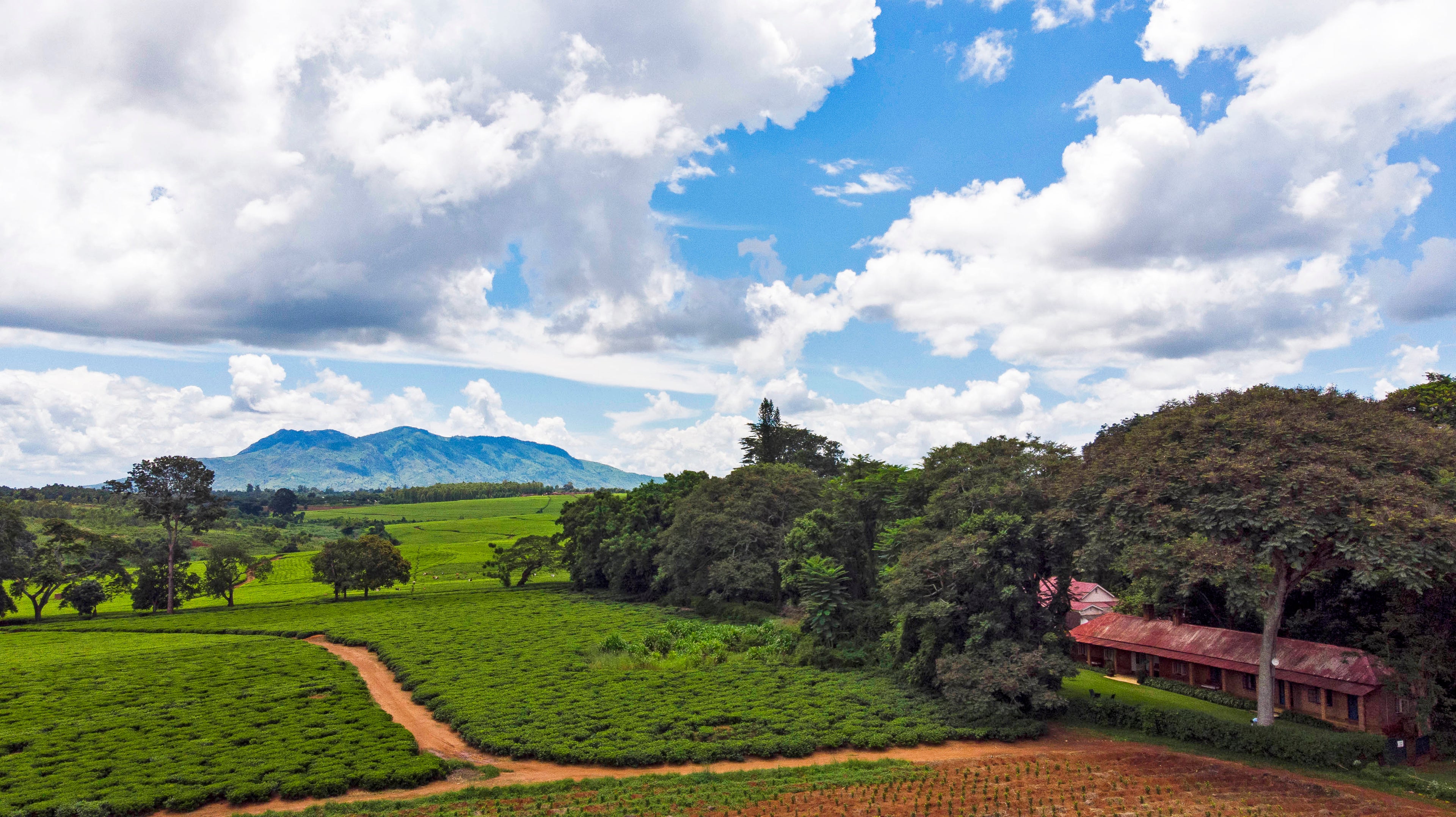 Tea hills and lodge