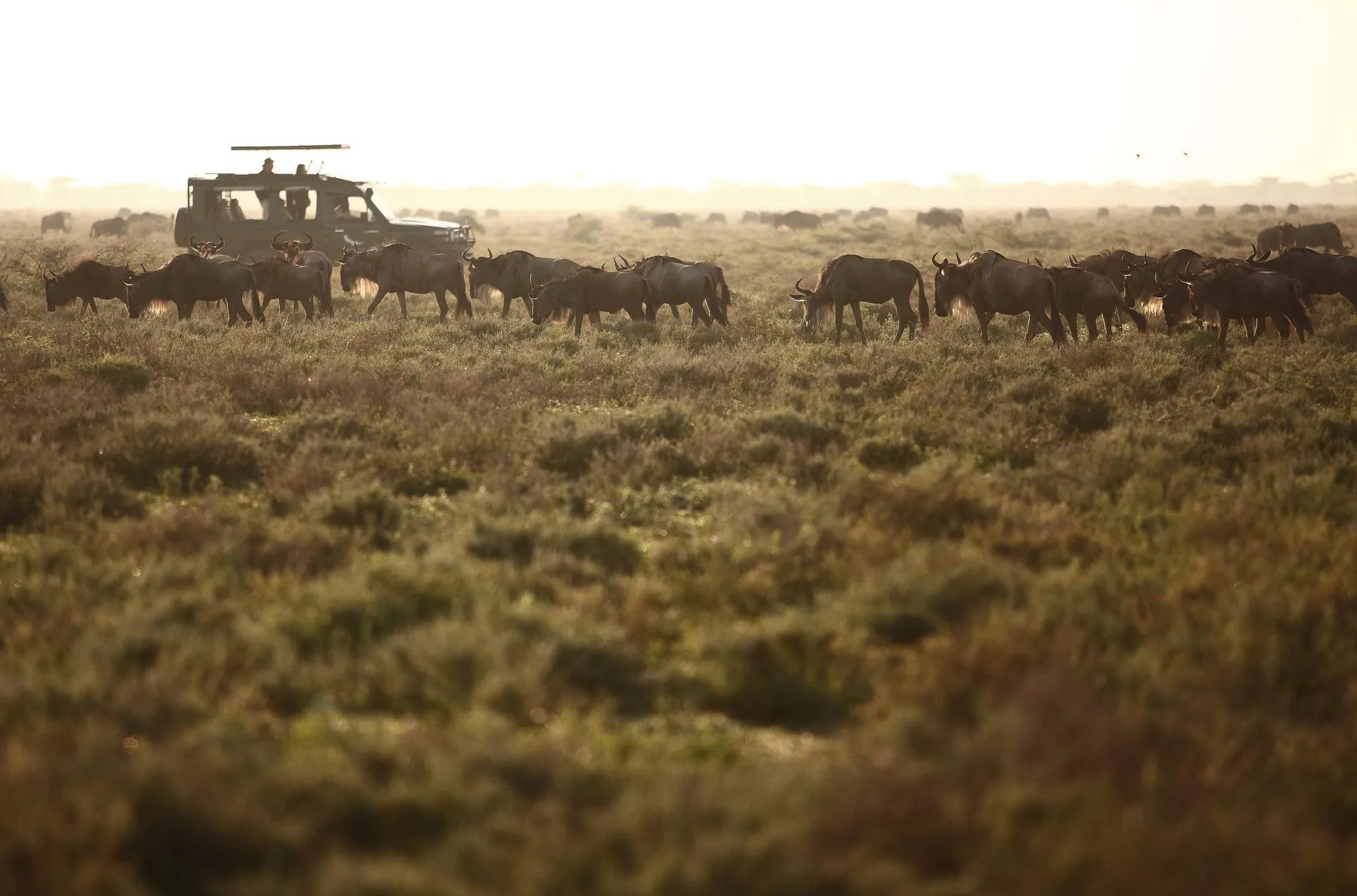 &Beyond Serengeti Under Canvas at andBeyond Serengeti Under Canvas Ndutu area, Southern Serengeti, Tanzania.