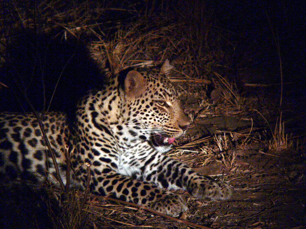 Game Drives (morning, afternoon & evening)