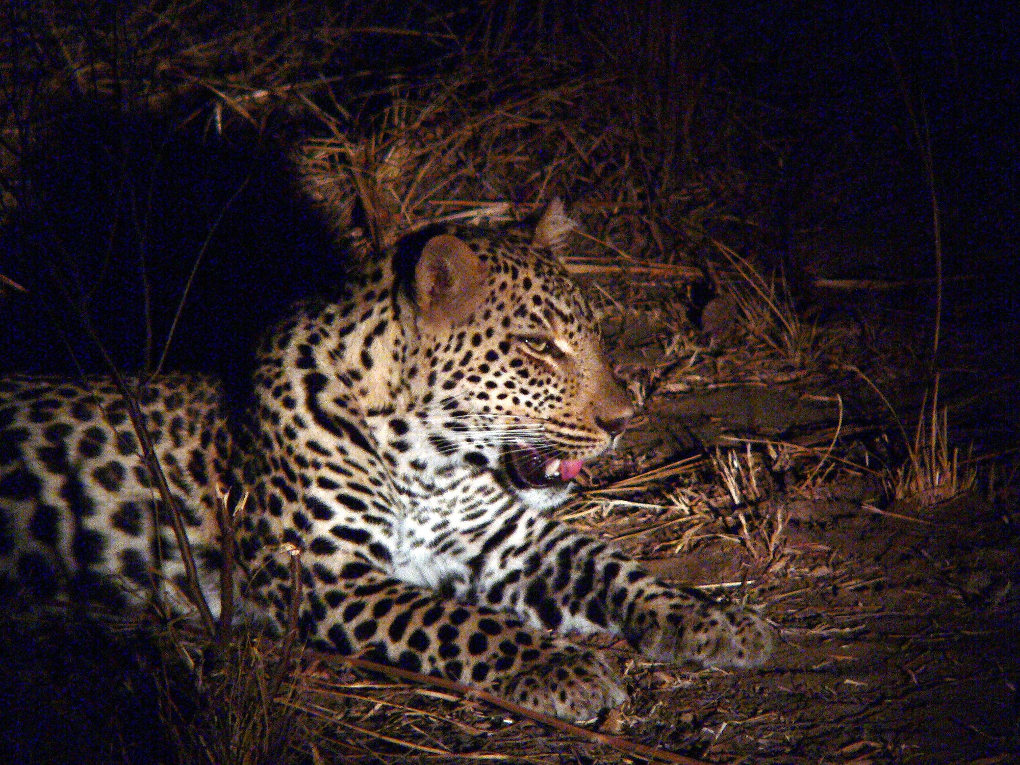 Game Drives (morning, afternoon & evening)