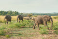 Game Drives (morning, afternoon & evening)