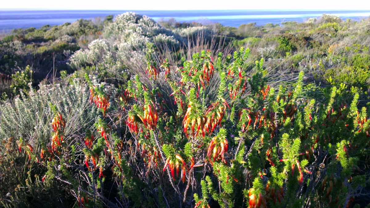Fynbos walks and drives