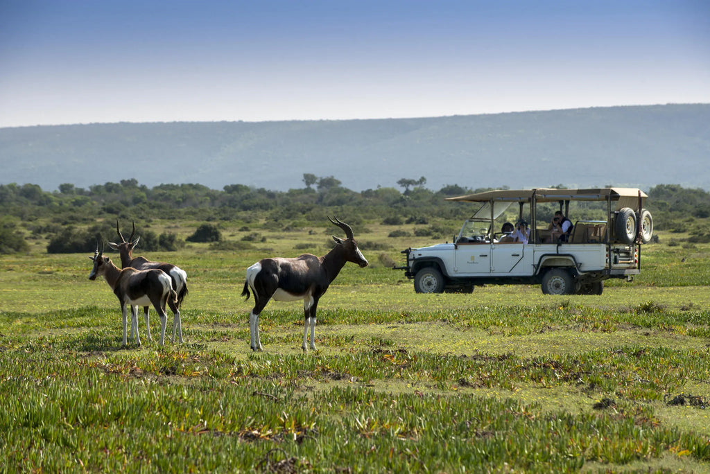 Nature drive at Morukuru Ocean House, De Hoop Nature Reserve, South Africa.