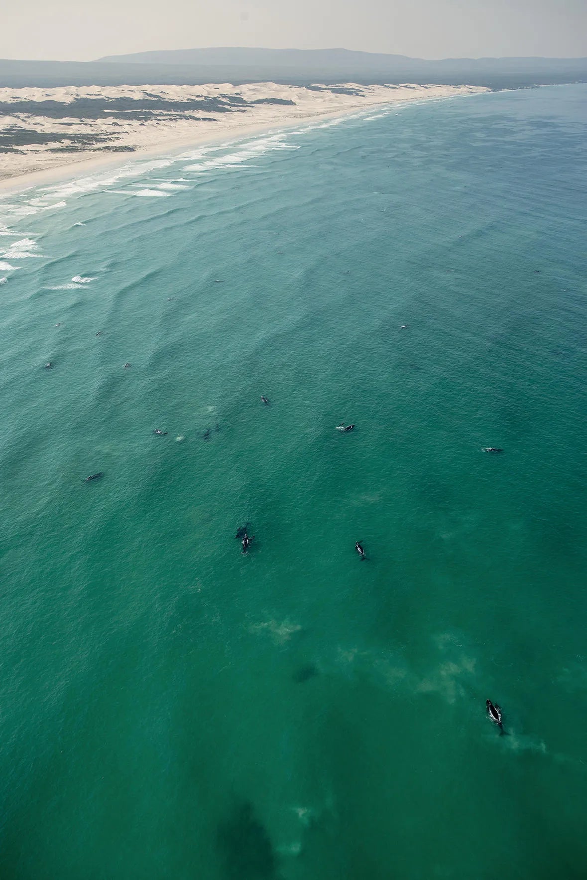 Land based whale watching