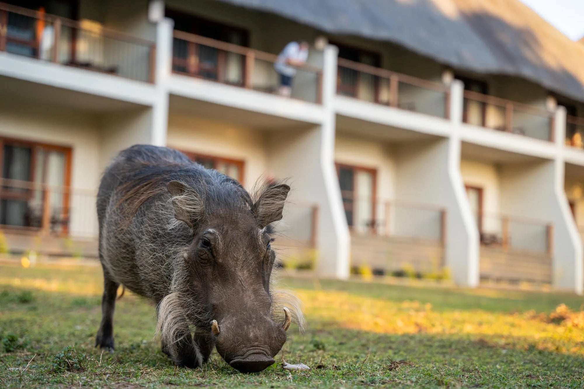 Luxury Safari rooms at The Chobe Safari Lodge, Kasane, Botswana.