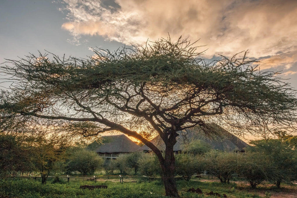 Luxury Bush rooms at The Chobe Safari Lodge, Kasane, Botswana.