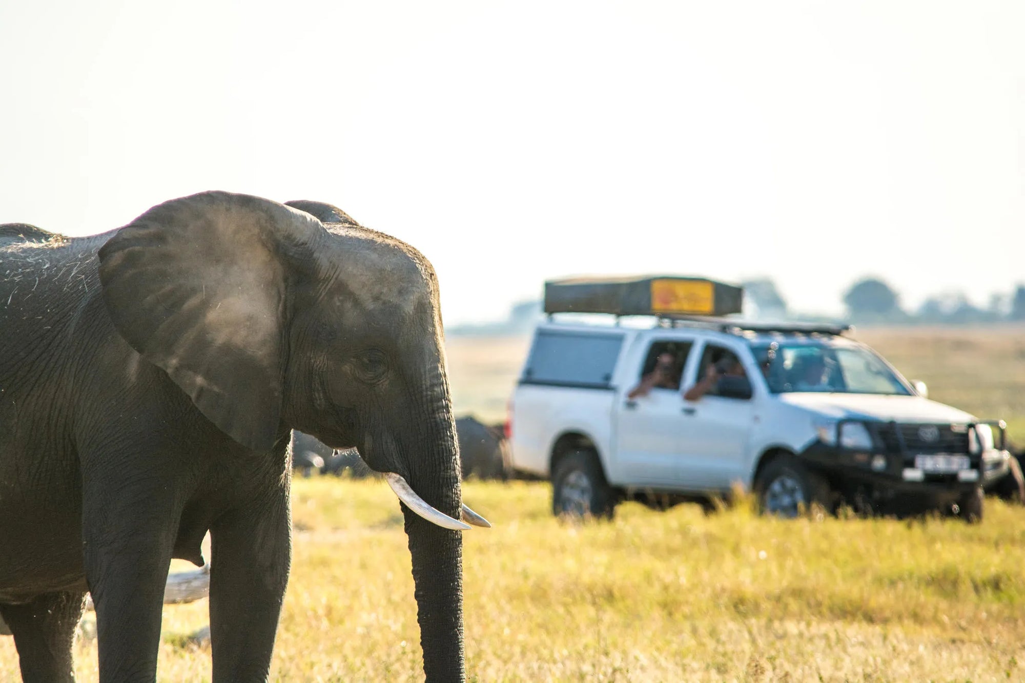 The Chobe Safari Lodge Campsite at The Chobe Safari Lodge, Kasane, Botswana.