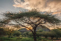 The Chobe Safari Lodge : Luxury Bush Rooms