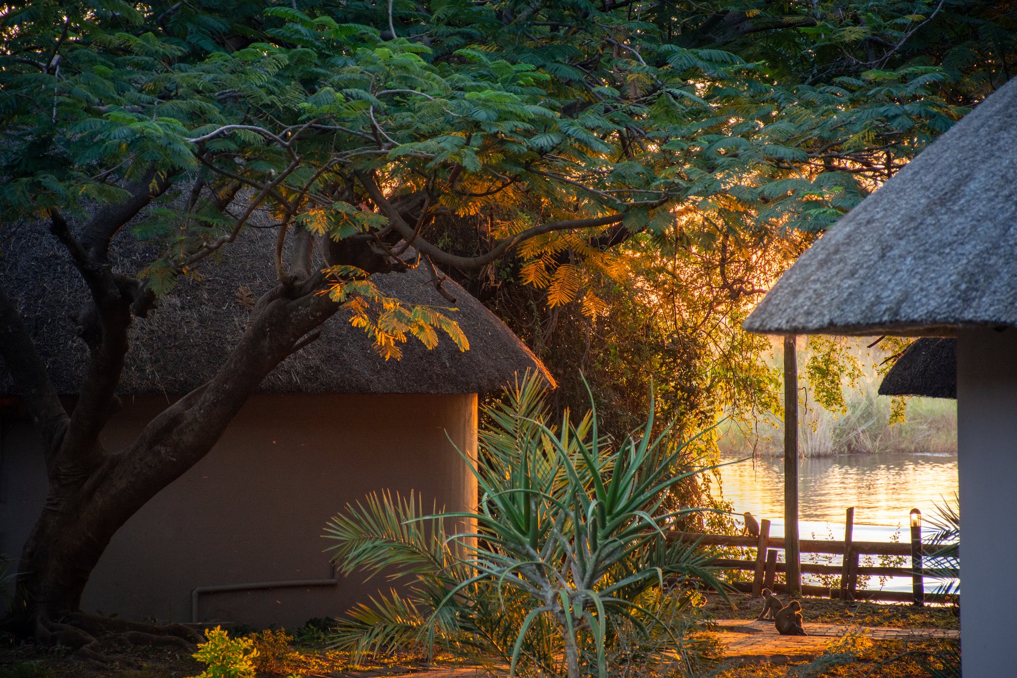 The Chobe Safari Lodge : Luxury Rondavels