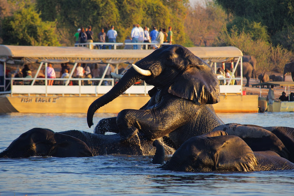 Boat Cruise on Chobe river