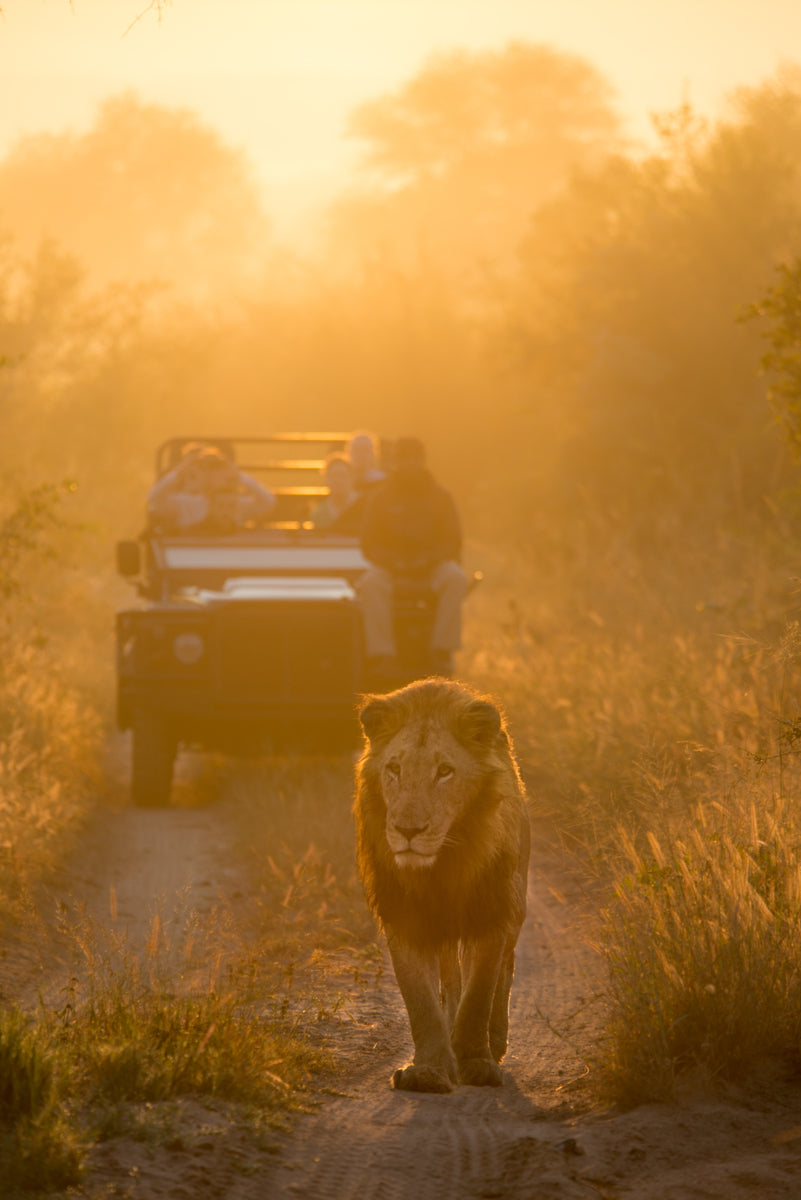 Wildlife