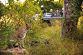 Wildlife