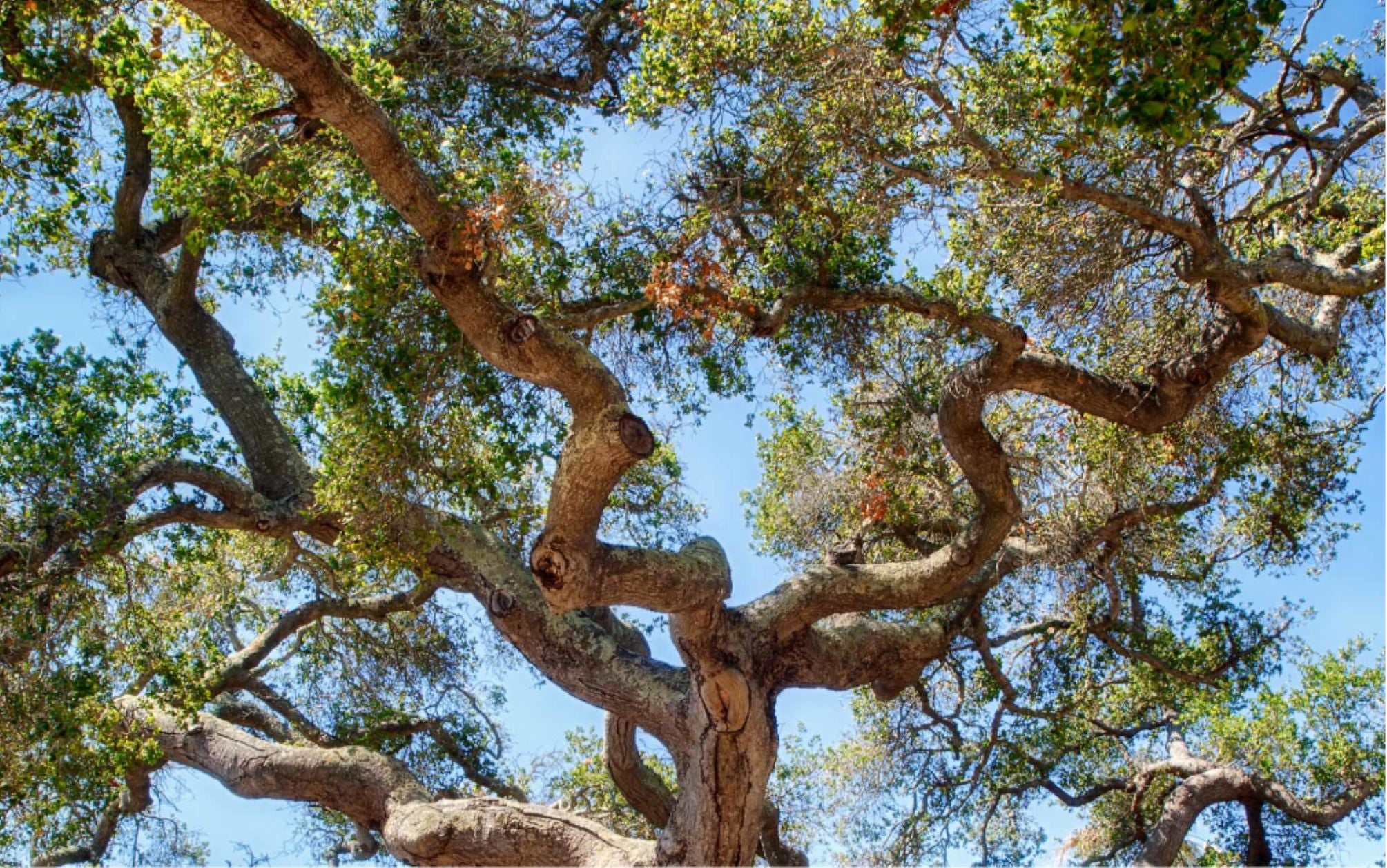 Santa Barbara Botanic Garden