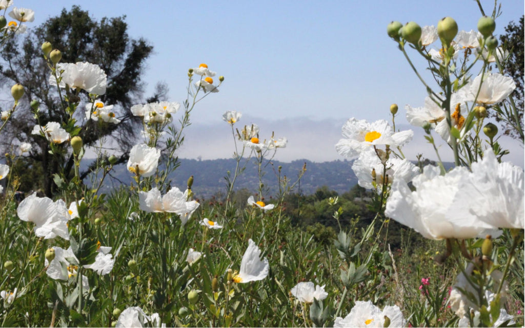Santa Barbara Botanic Garden