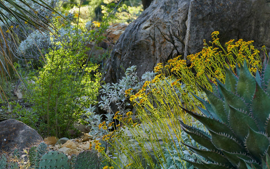 Santa Barbara Botanic Garden