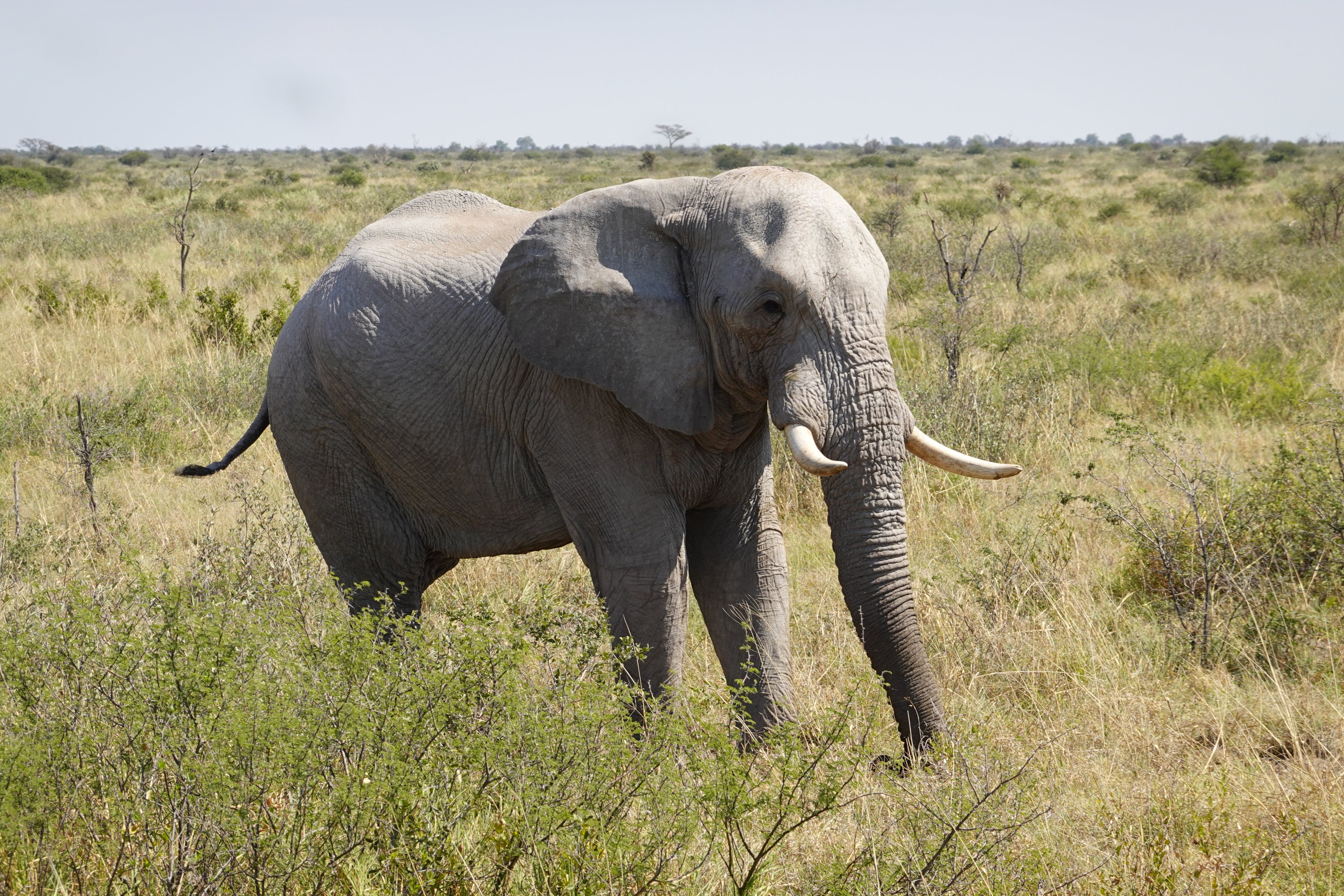 Makgadikgadi Semi Luxury Mobile