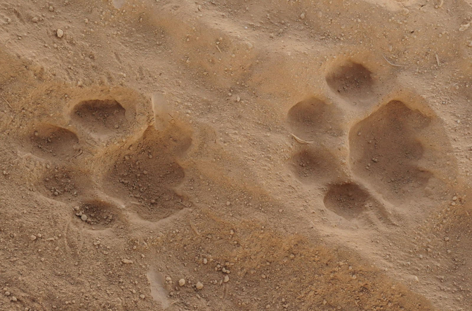 Karisia Tumaren Camp — Animal Tracking