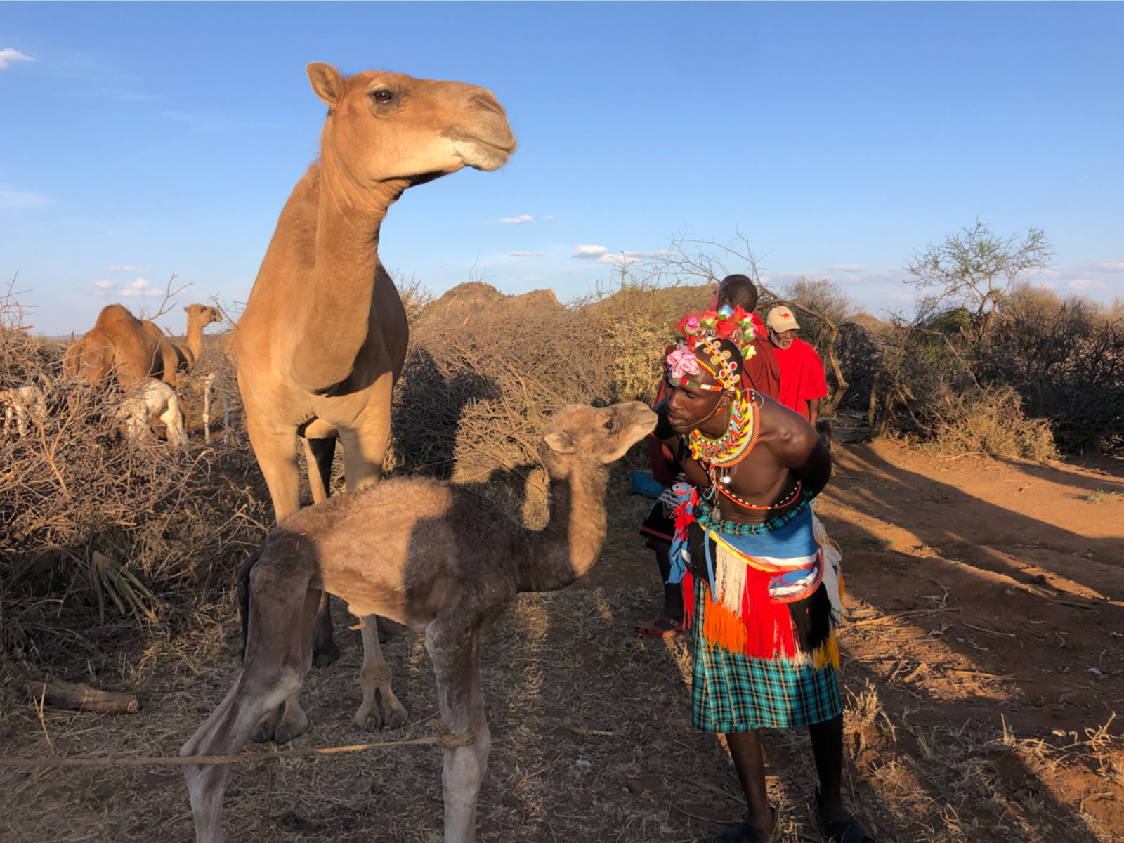 Karisia Tumaren Camp — Camel Creche