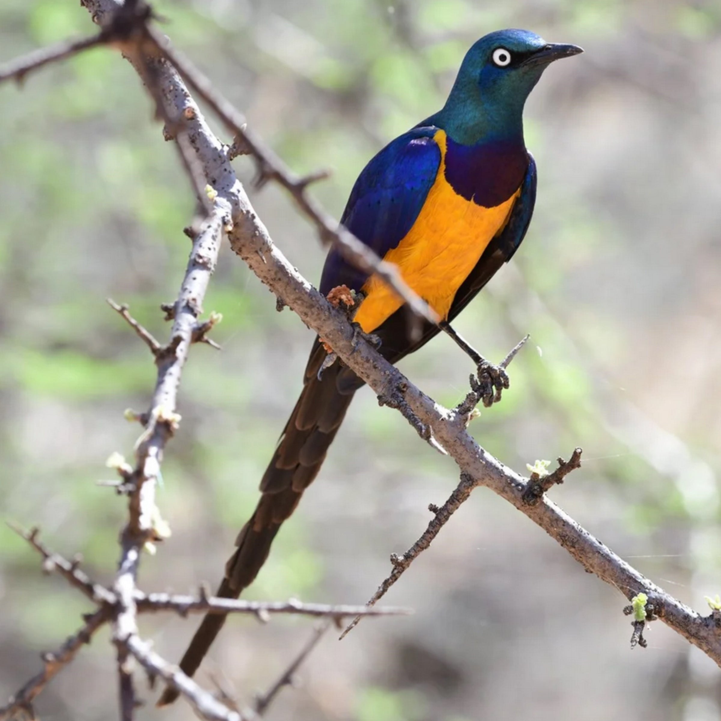 Karisia Tumaren Camp — Birdwatching