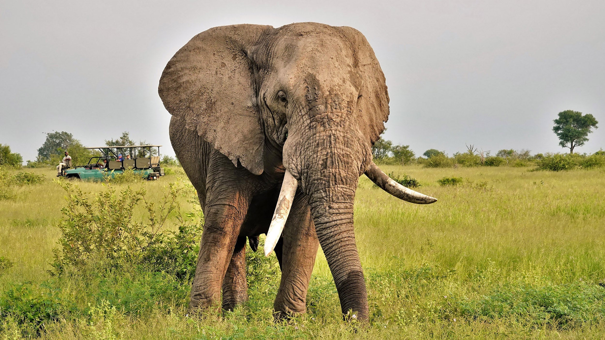 Elephant (Big 5)