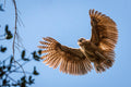 Birding