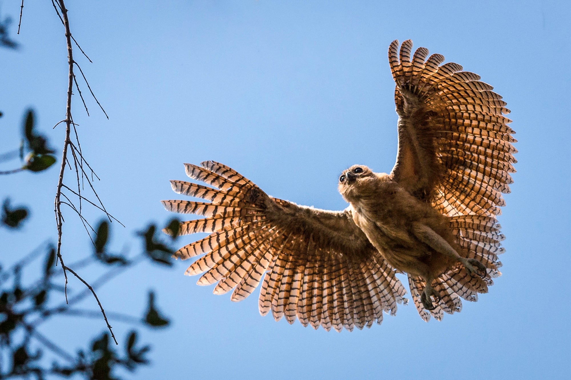 Birding