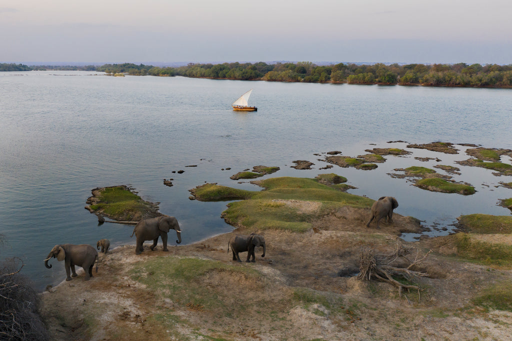 Elephants on the banks of the river