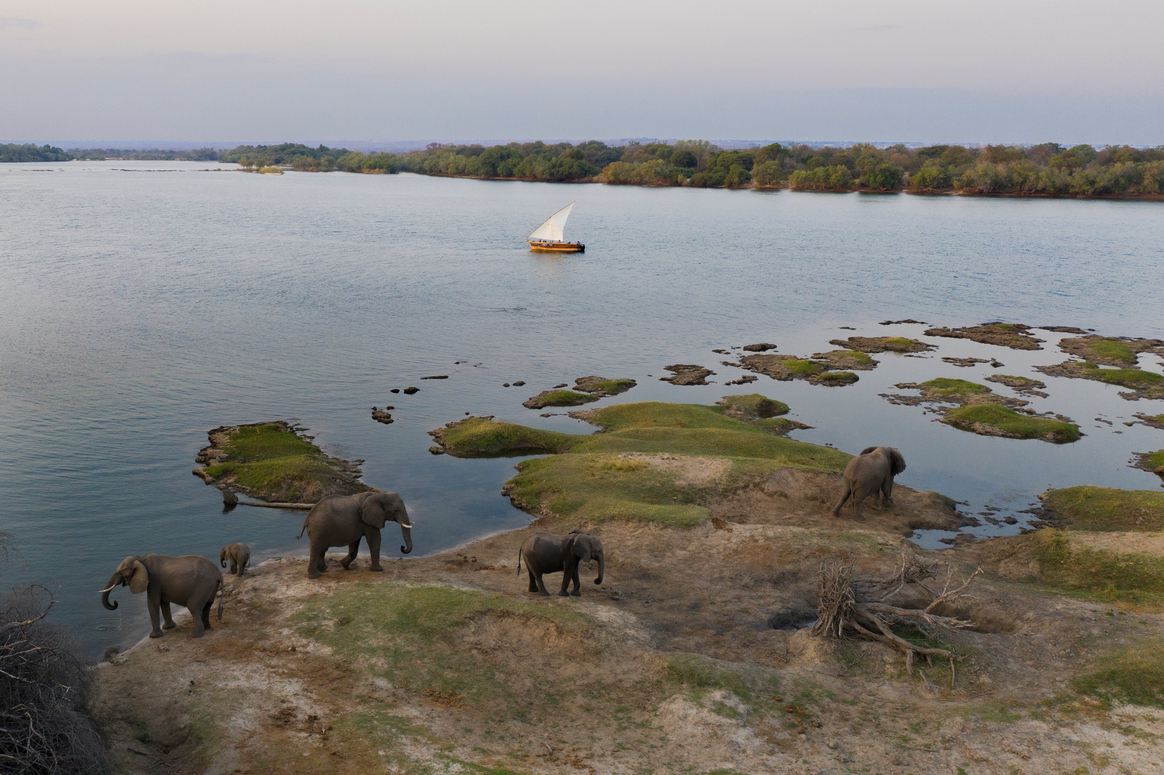 Elephants on the banks of the river