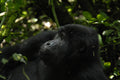 Mount Gorilla Trekking gallery image 1