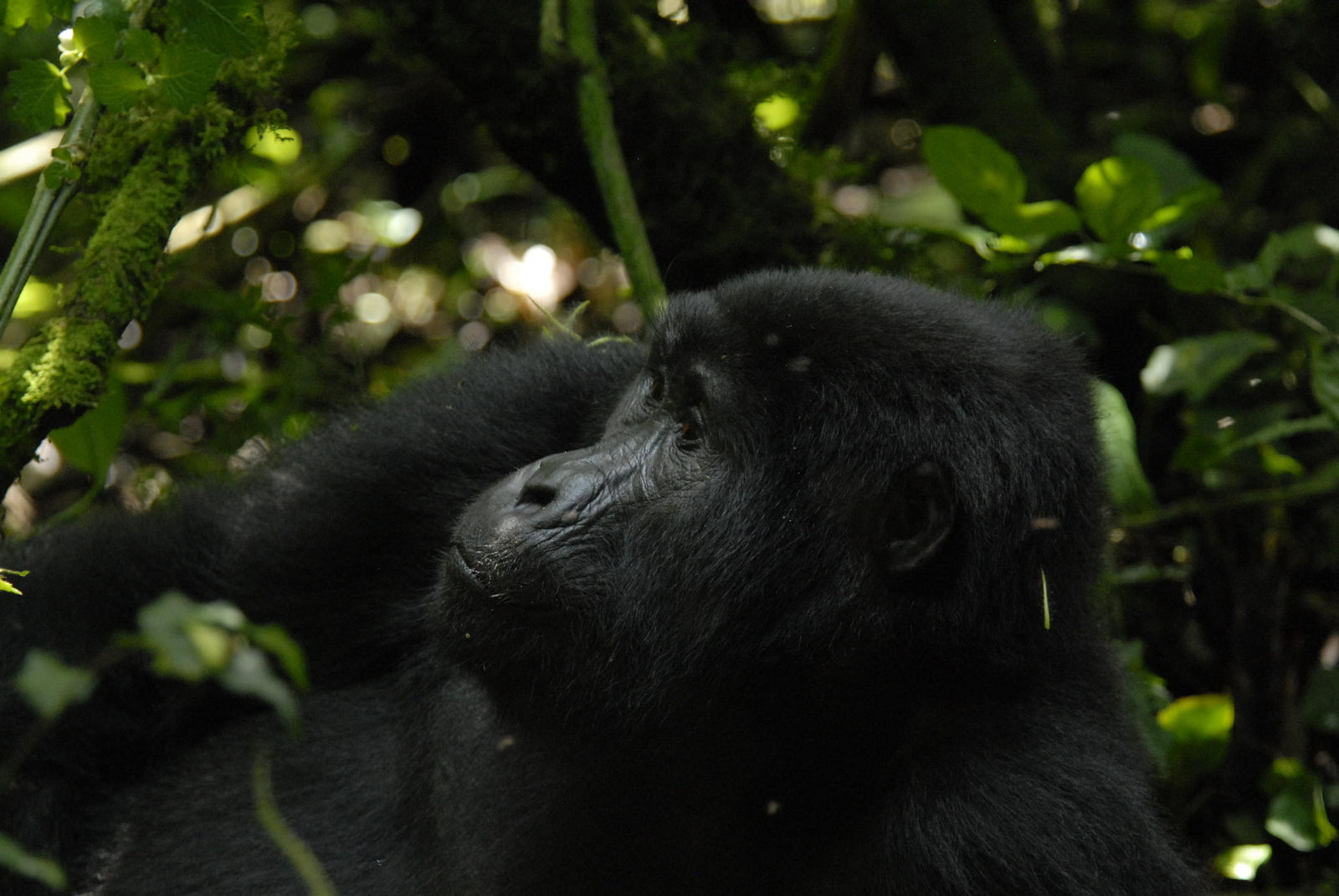 Mount Gorilla Trekking