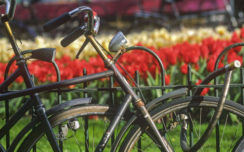 Mike's Bike Tours Amsterdam