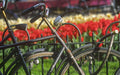 Mike's Bike Tours Amsterdam