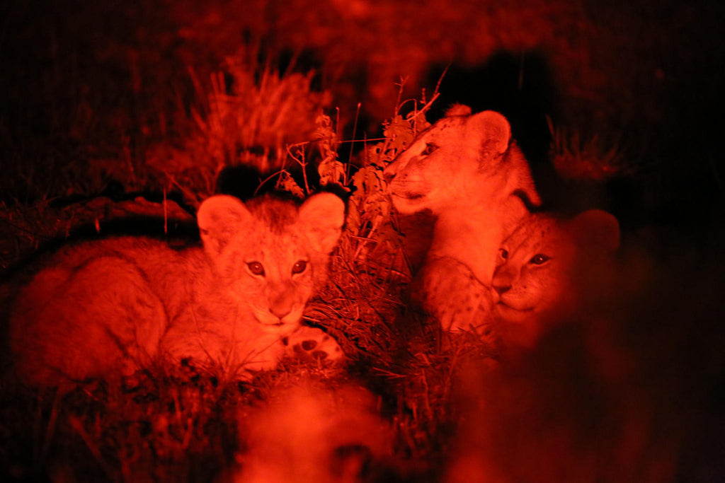 Game Drives Day / Night gallery image 3