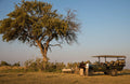 Safari Drives (day & night)