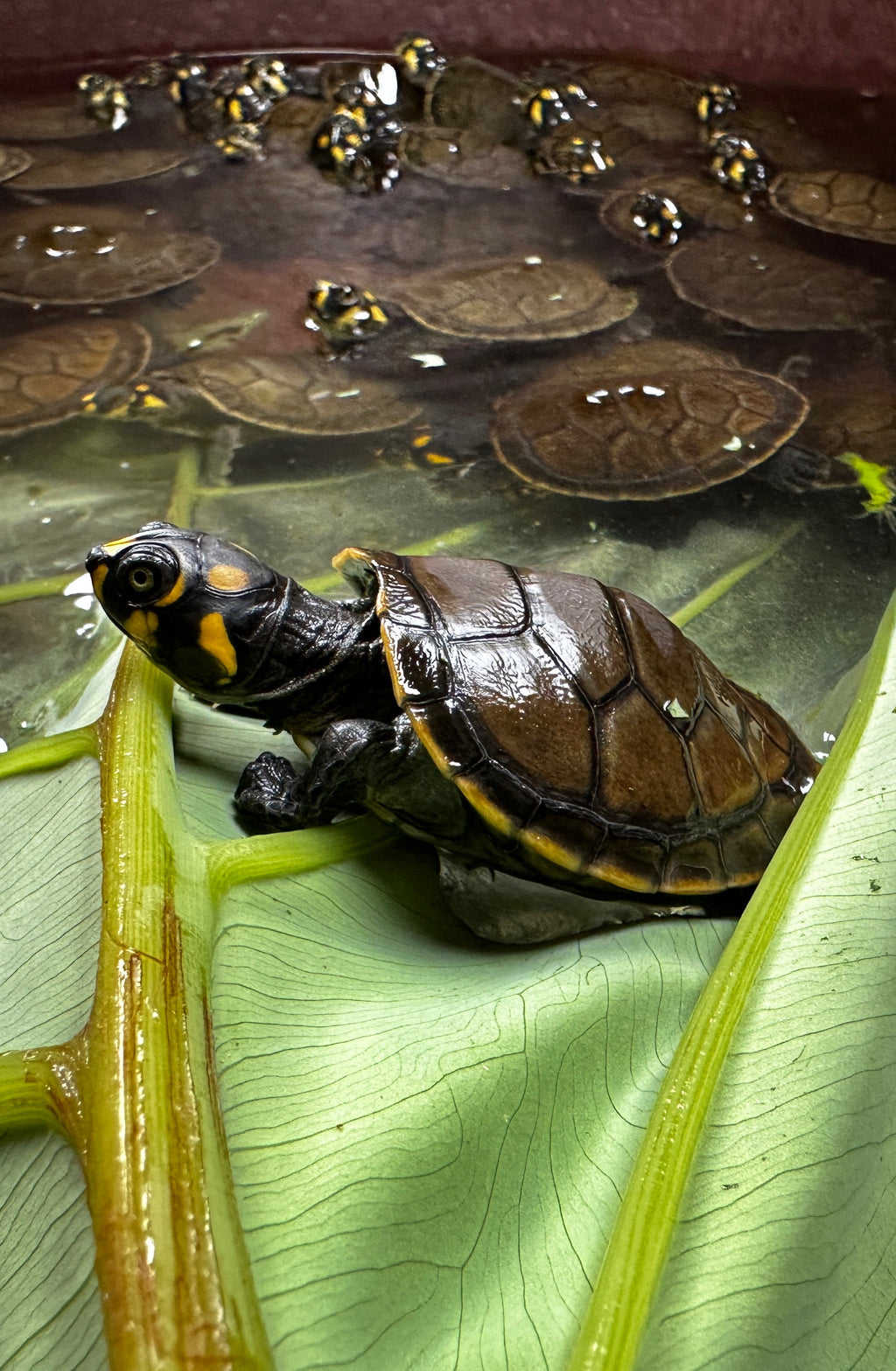 Charapa Turtle Adoption Program