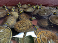 Charapa Turtle Adoption Program