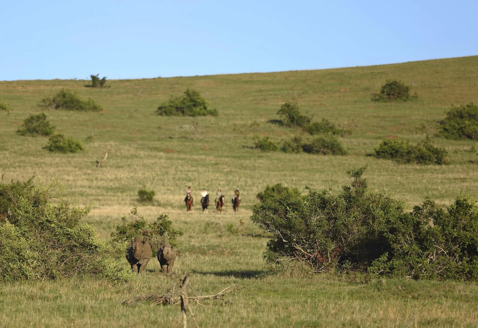 Riding with Rhinos at Borana Lodge, Borana Conservancy, Kenya.
