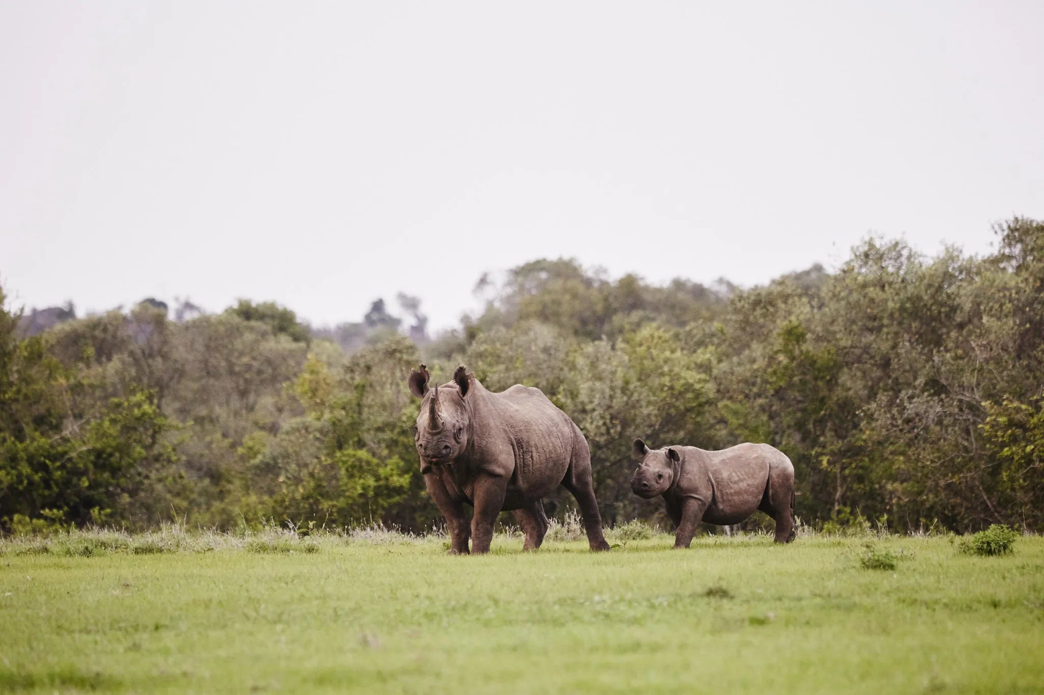 Rhino Tracking on Foot