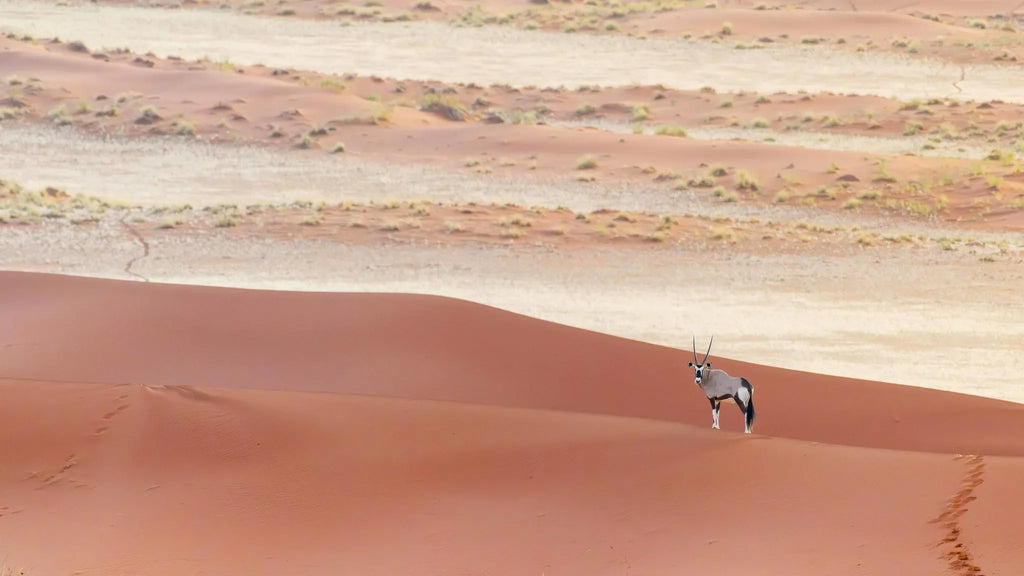 Landscape at Kwessi Dunes, NamibRand Nature Reserve, Namibia.