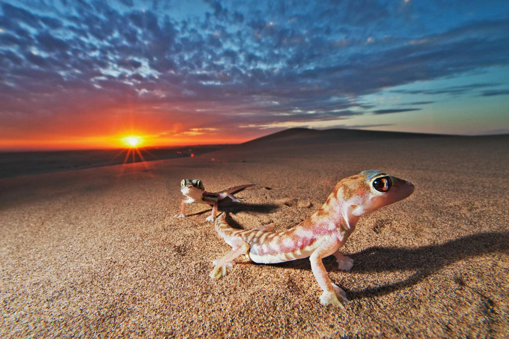 Gecko at Kwessi Dunes, NamibRand Nature Reserve, Namibia.