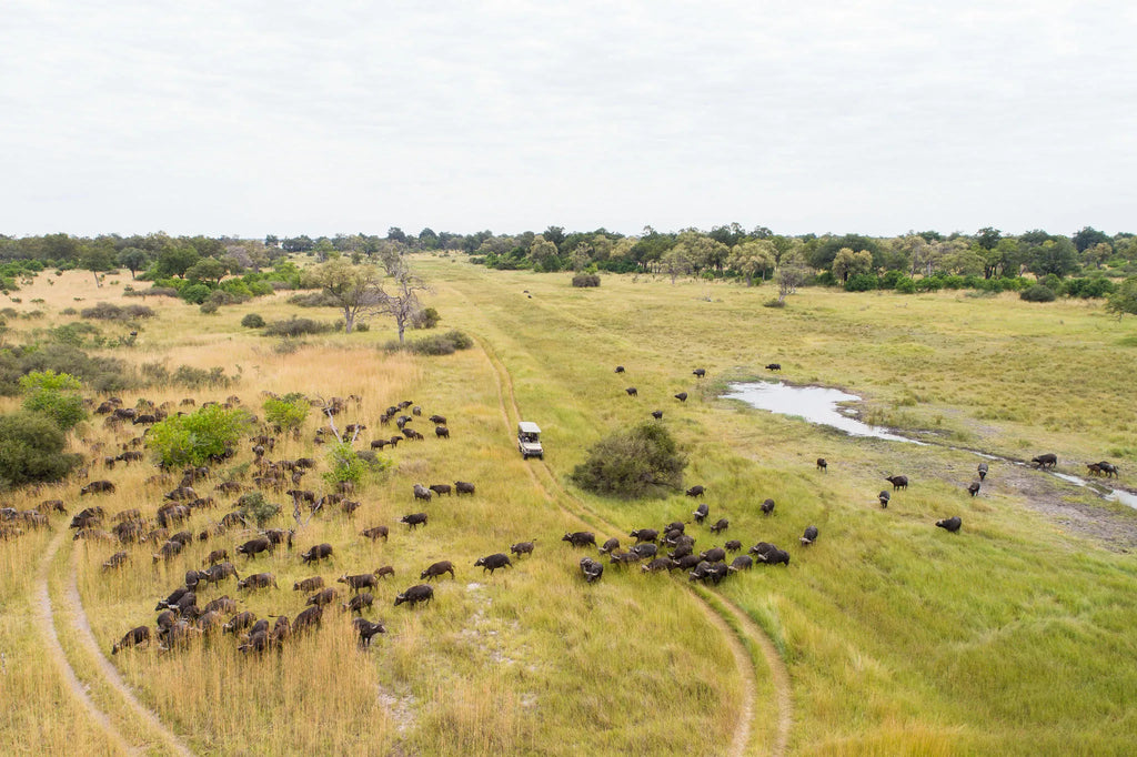 Game Drives at Camp Xakanaxa, Moremi Game Reserve, Botswana.