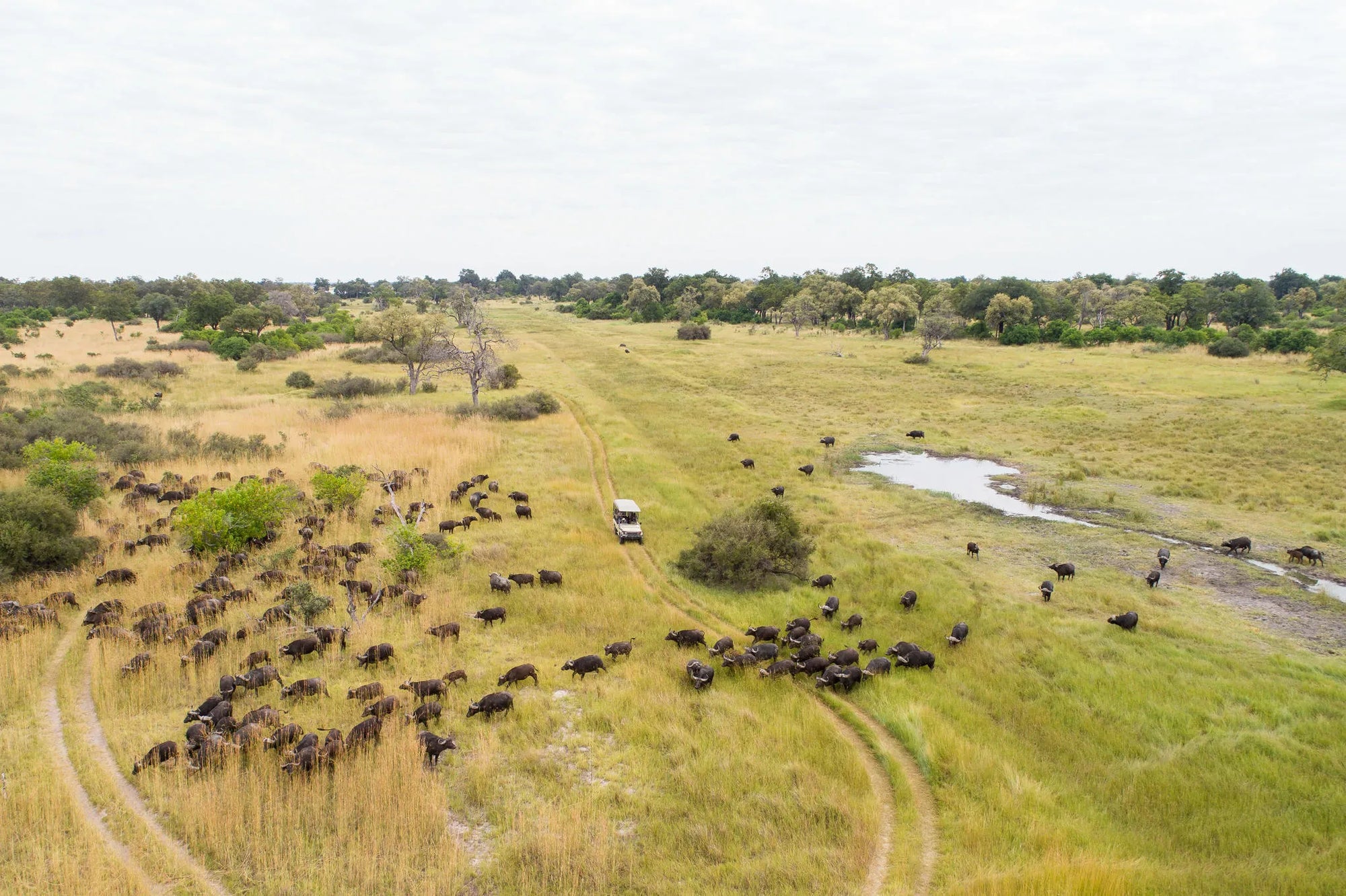 Game Drives at Camp Xakanaxa, Moremi Game Reserve, Botswana.
