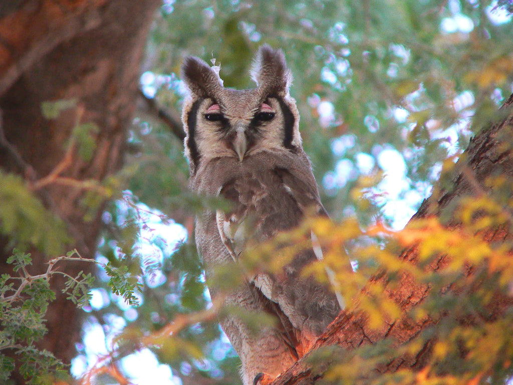 Birding at Huab Lodge, Damaraland, Namibia.