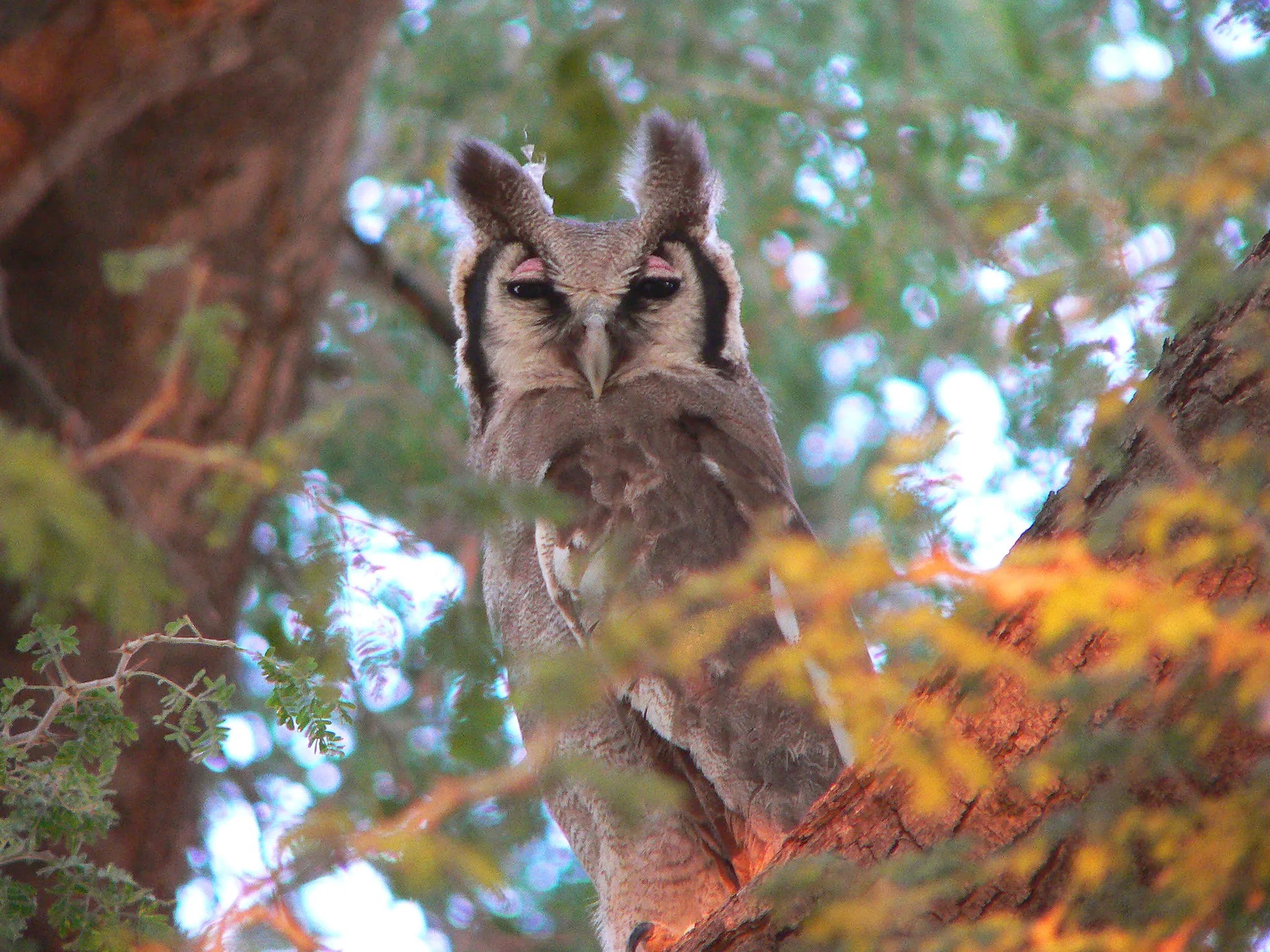 Birding at Huab Lodge, Damaraland, Namibia.