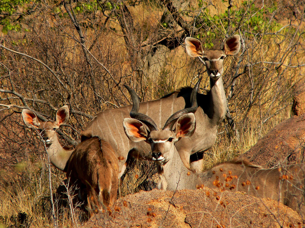 Huab Lodge - possible sightings on a Nature/Scenic Drive at Huab Lodge, Damaraland, Namibia.