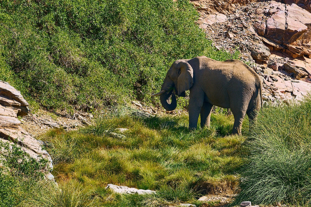 Desert-adapted elephant at Huab Lodge, Damaraland, Namibia.