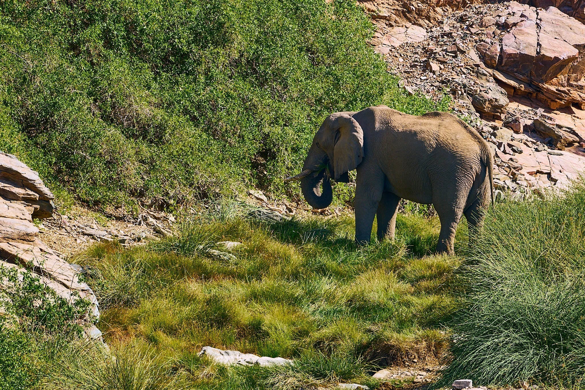 Desert-adapted elephant at Huab Lodge, Damaraland, Namibia.